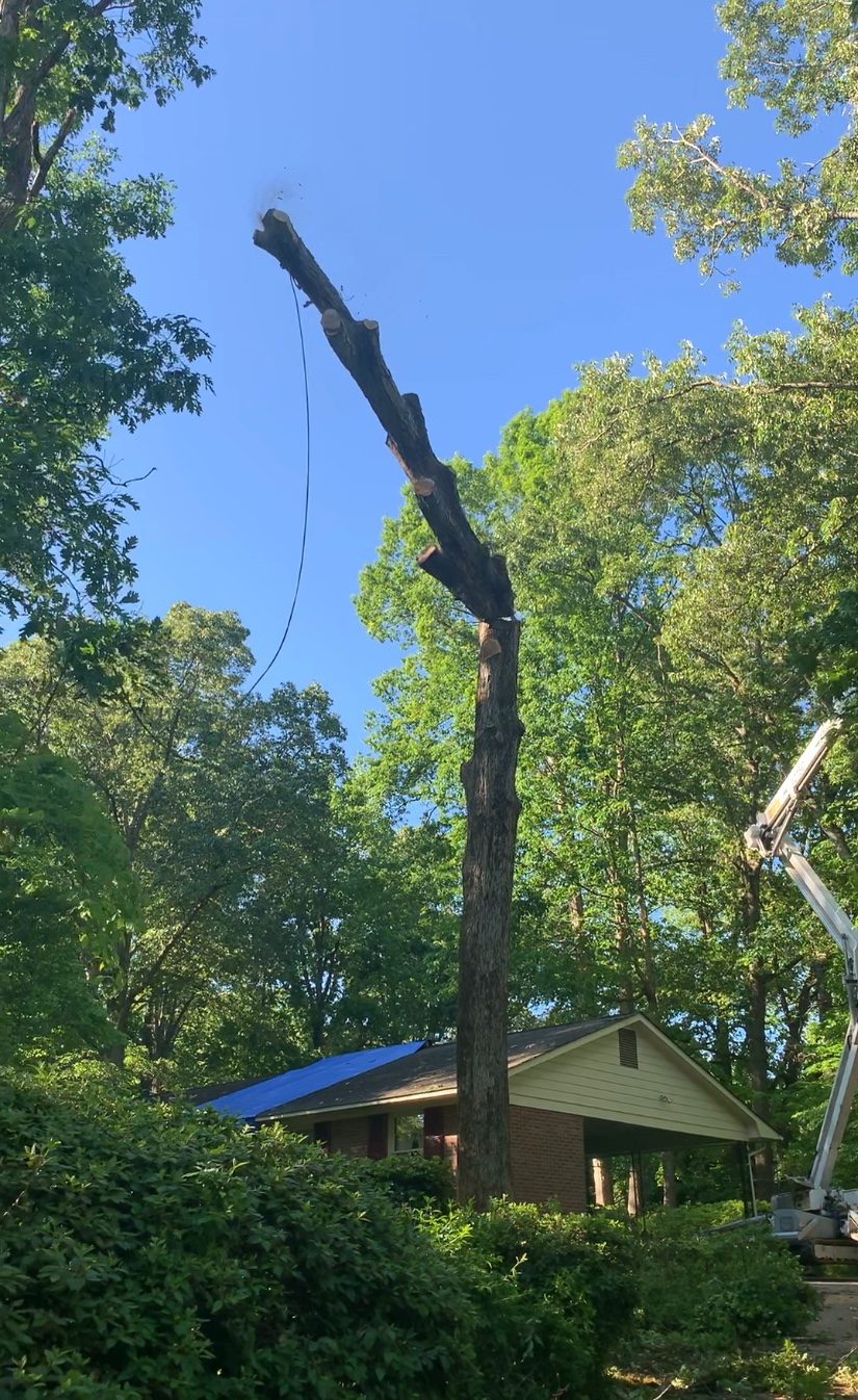 Tree Removal