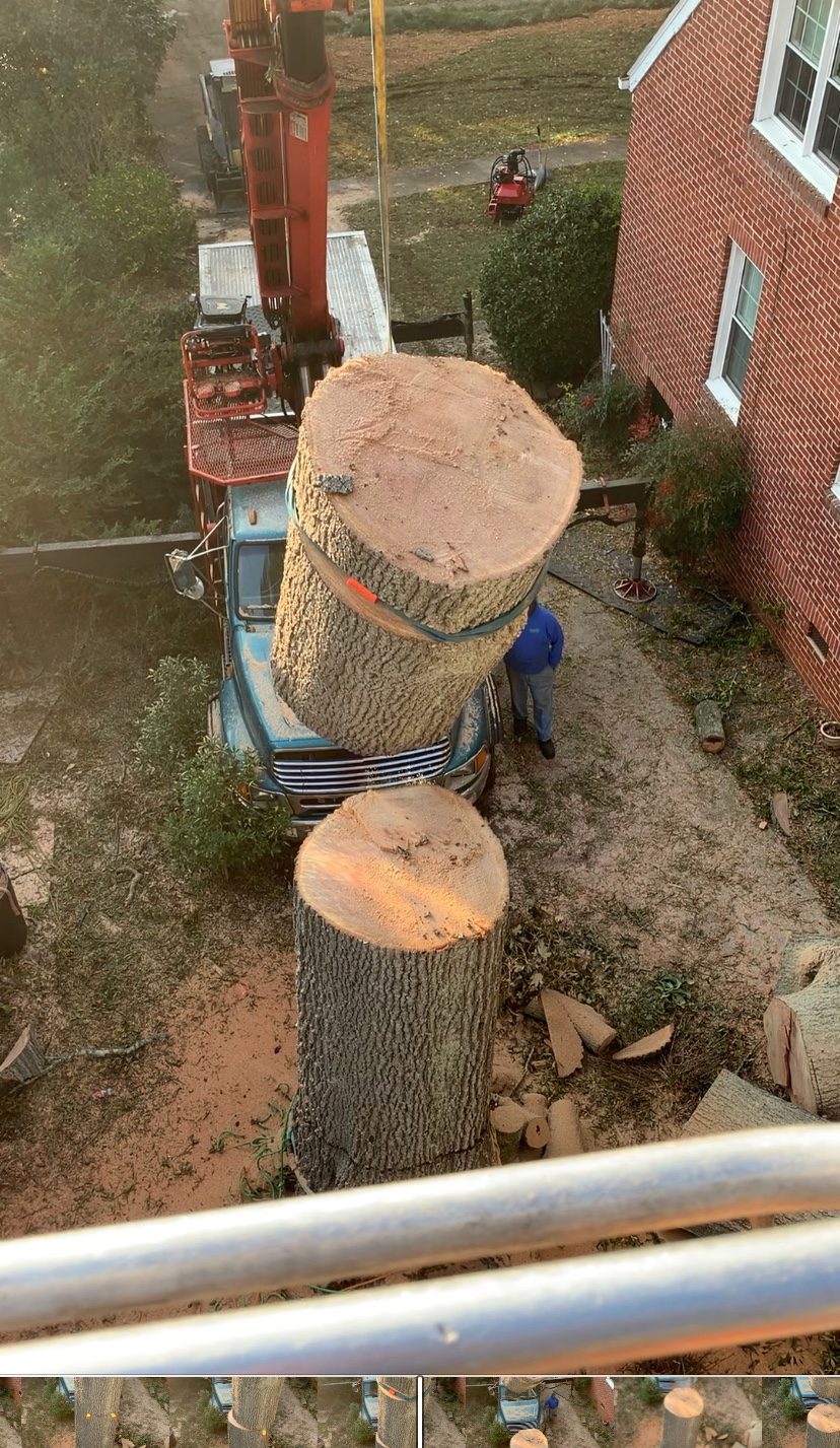 Tree Removal