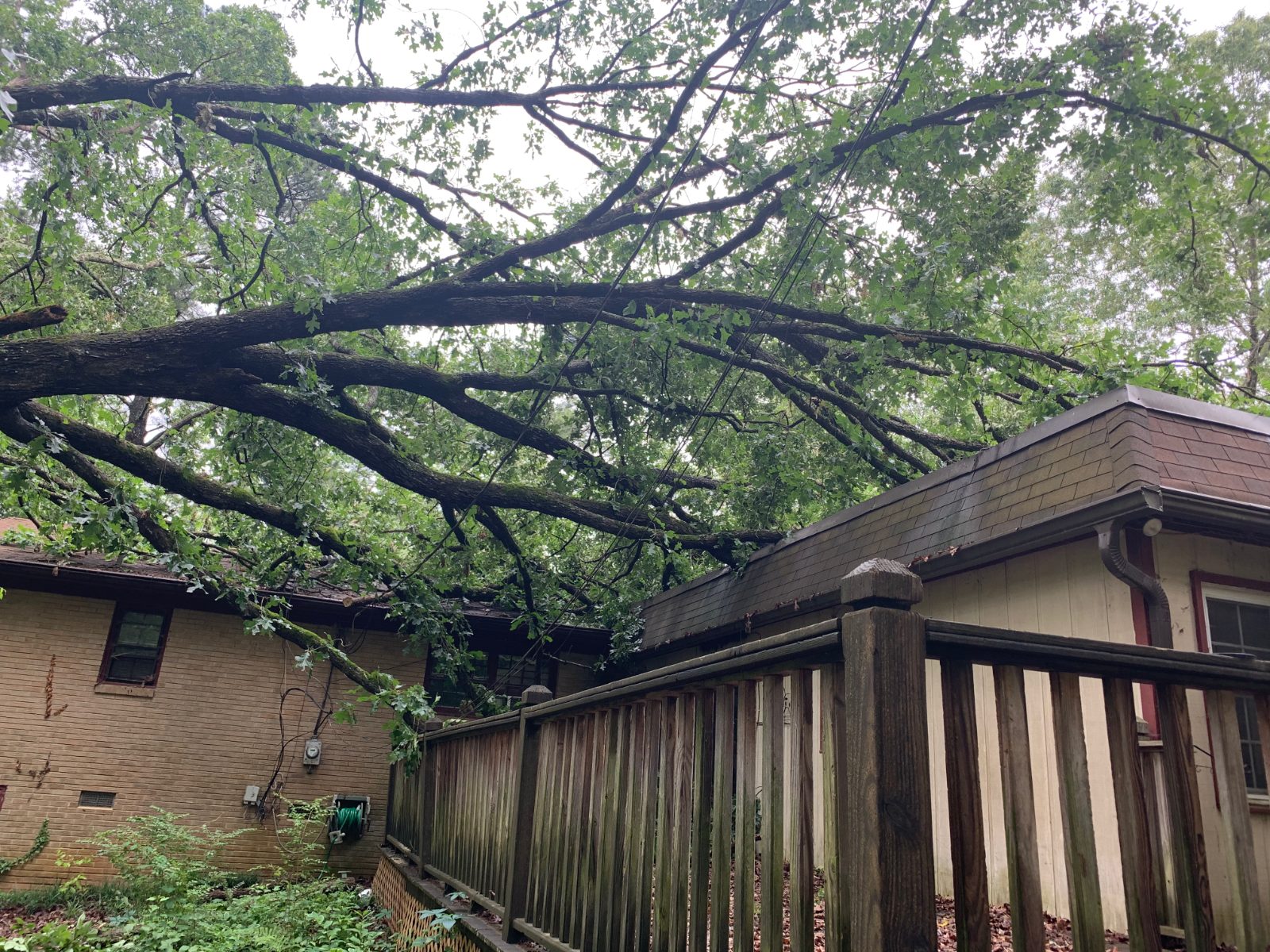 Large Tree Removal