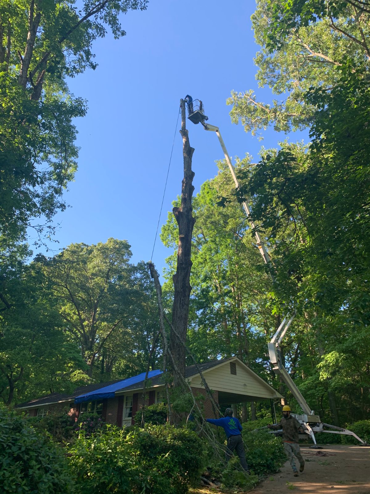 Large Tree Removal