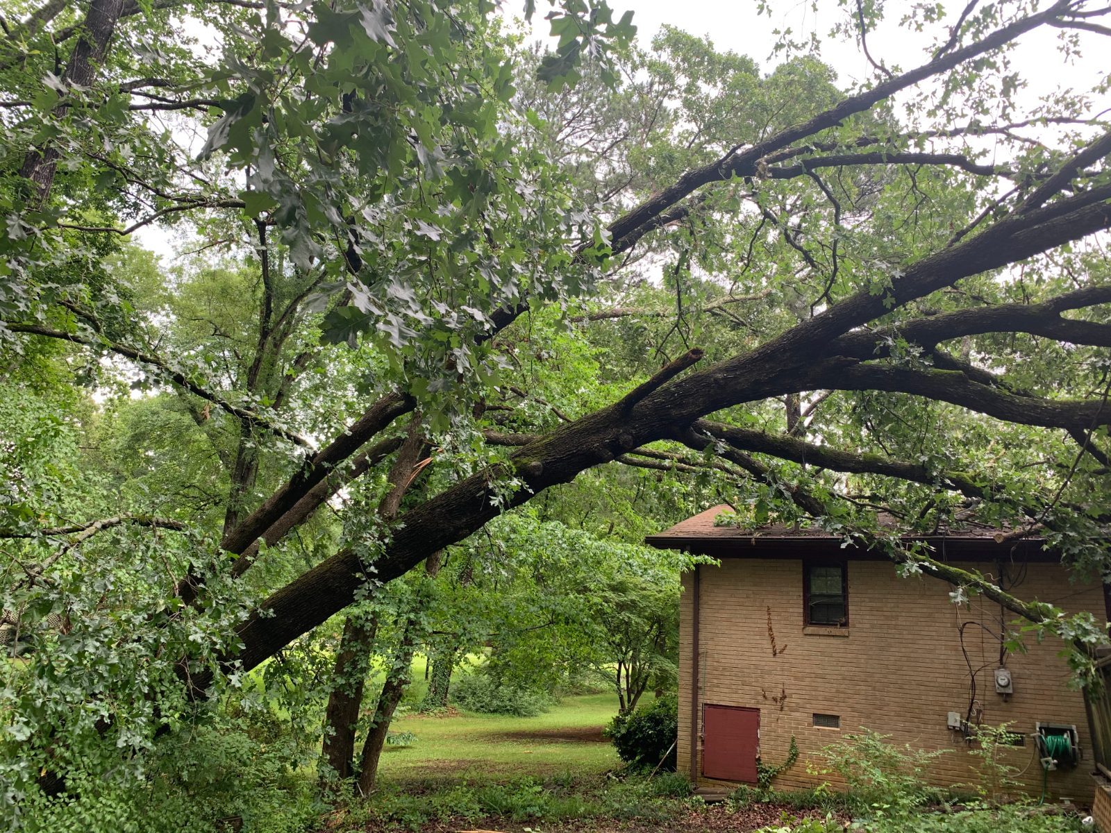 Large Tree Removal