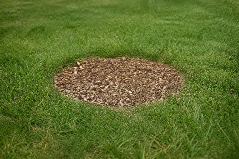 Stump Grinding