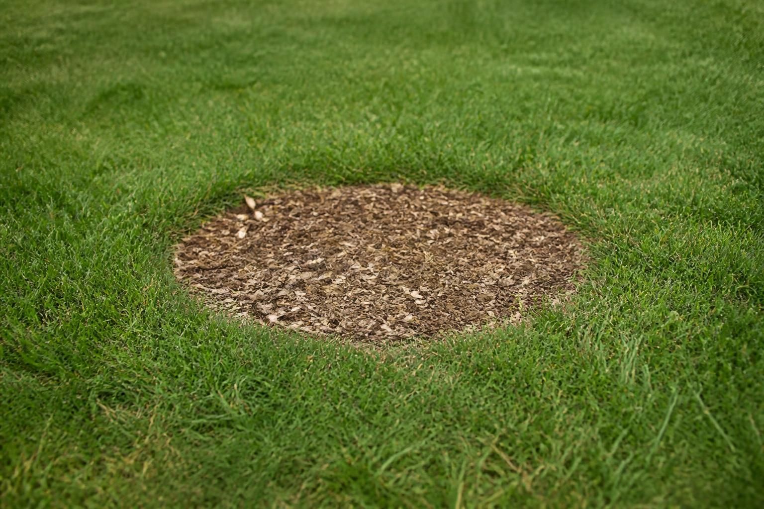 Mulched stump area restored in a lawn.